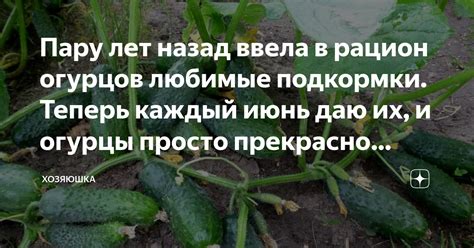 Как вводить огурцы в рацион йорка