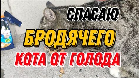 Как выбрать бездомного кота в приюте