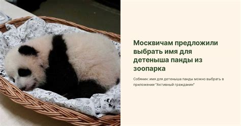 Как выбрать имя для детеныша жирафа: