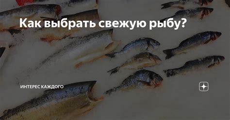 Как выбрать и купить свежую хек рыбу
