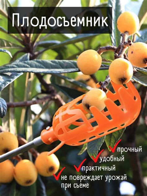 Как выбрать подходящий плодосъемник для ягод