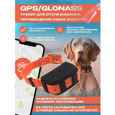 Как выбрать правильный GPS-трекер для вашего животного
