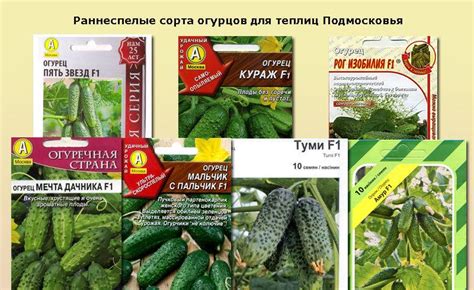 Как выбрать сорт огурцов для теплицы