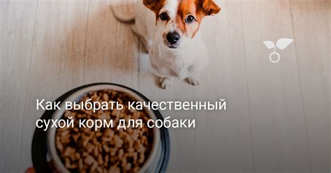 Как выбрать сухой корм для собаки: