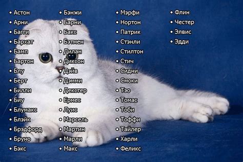 Как выбрать уникальное название для домашнего питомца