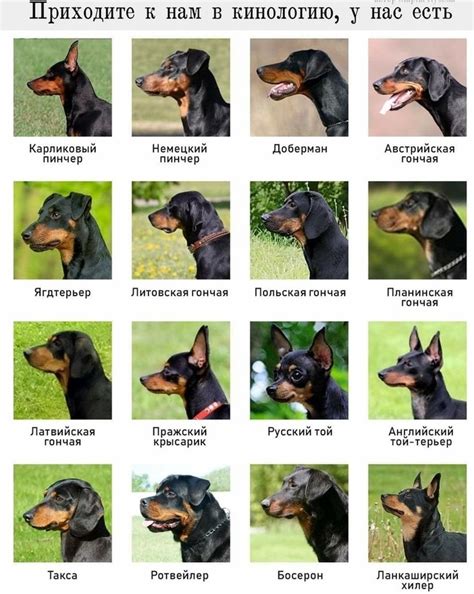 Как выбрать щенка добермана: