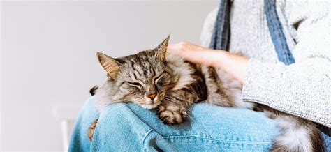 Как вылечить кота от постоянных чихов