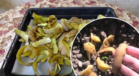 Как использовать картофельные шкурки для борьбы с жуками