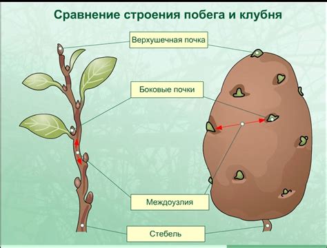 Как клубень стал видоизмененным побегом
