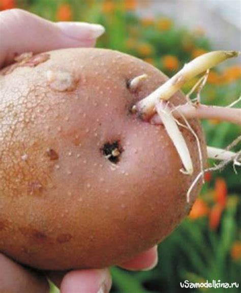 Как лазурит повышает урожай картофеля