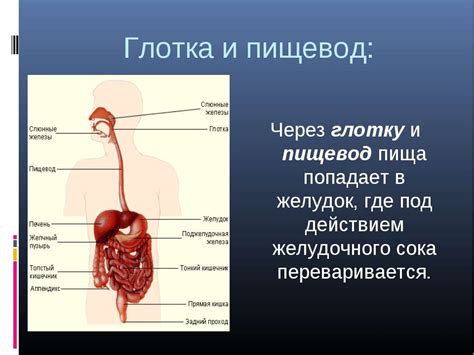 Как лантан попадает в организм
