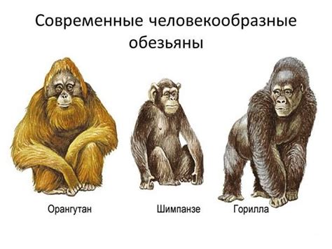 Как обезьяны влияют на поведение девушек