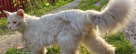 Как обеспечить бездомному коту медицинскую помощь
