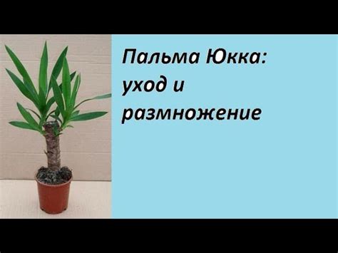 Как обеспечить оптимальную температуру для роста юкки в домашних условиях
