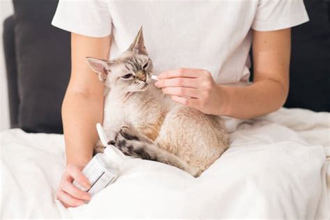Как определить, что коту нужно слабительное: признаки и симптомы