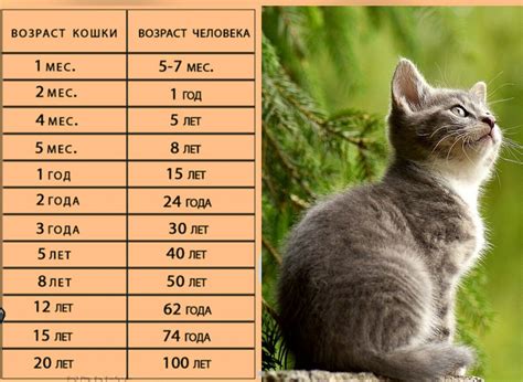 Как определить возраст кошки, найденной на улице