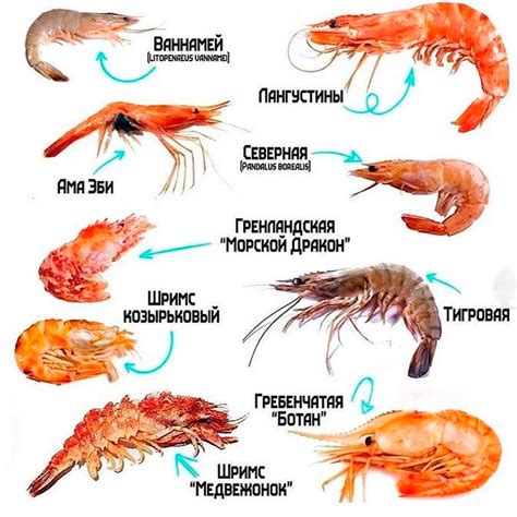 Как определить готовность креветок