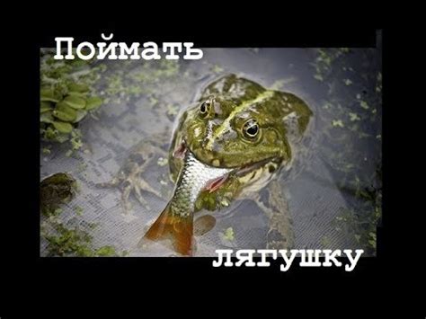 Как определить жабу или лягушку