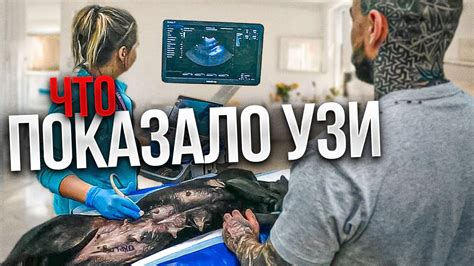 Как определить количество щенков при помощи УЗИ