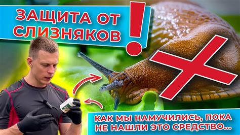 Как определить наличие слизняков