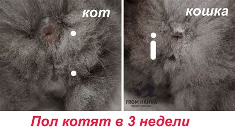 Как определить реакцию на щекоту у новорожденных