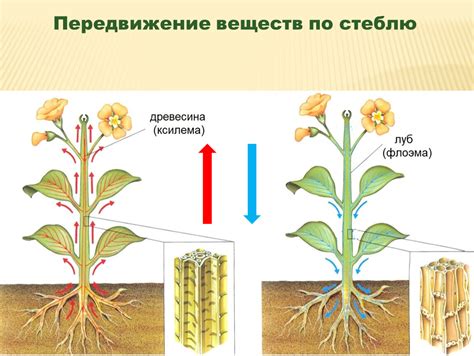 Как определить хорошую ромашку по стеблю