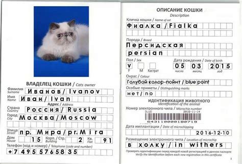 Как оформить паспорт для перелета кота по России: подробная инструкция