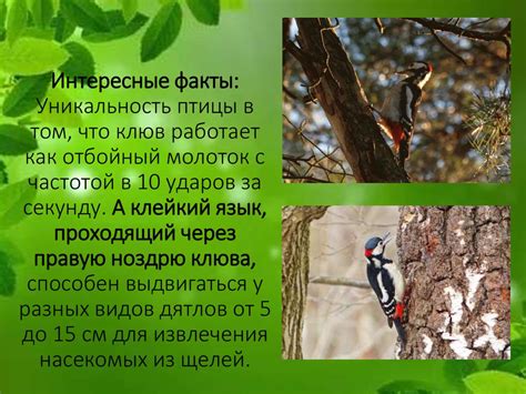 Как подчеркнуть красоту и уникальность птицы