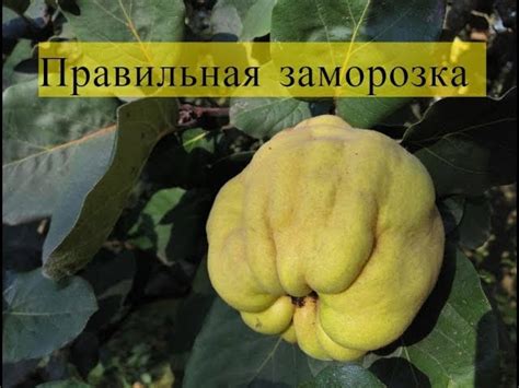 Как правильно выбирать и хранить айву