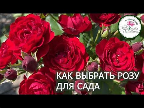 Как правильно выбрать розу для домашнего выращивания