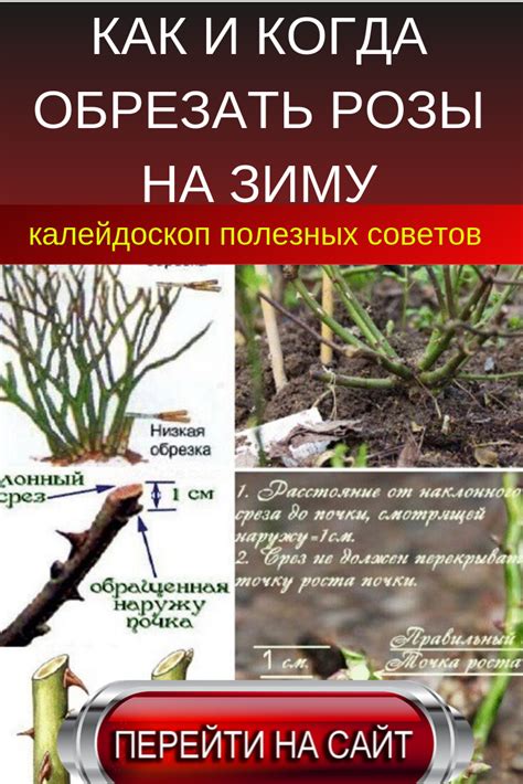 Как правильно обрезать хост на зиму