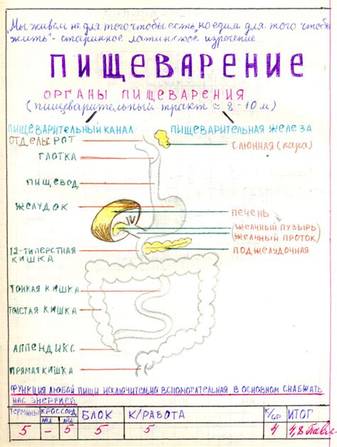 Как правильно оформить тетрадь по биологии 5 класс