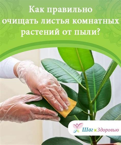 Как правильно очищать листья растений от пыли