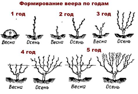 Как правильно подавать виноград детям для предотвращения задыхания