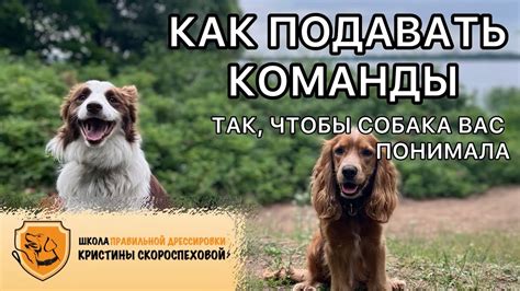 Как правильно подавать собаке