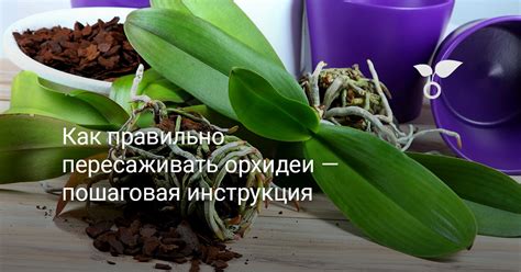 Как правильно поливать орхидеи при пересадке: пошаговая инструкция