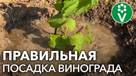 Как правильно посадить виноград