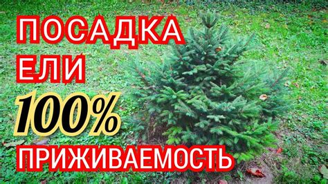 Как правильно посадить ель