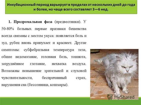 Как предотвратить бешенство у котов