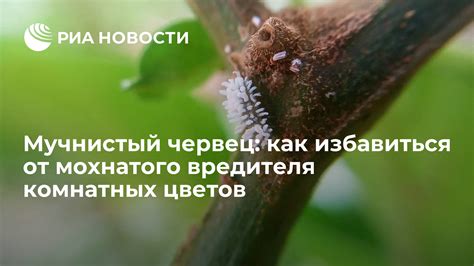 Как предотвратить и лечить мучнистый червец