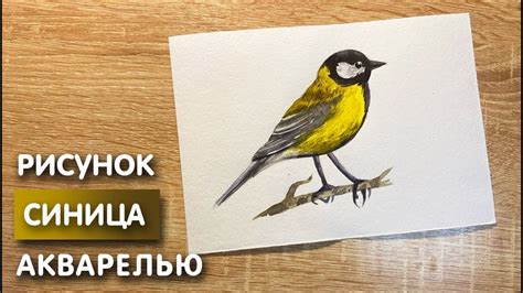 Как привлечь синицу и сделать ее постоянным гостем