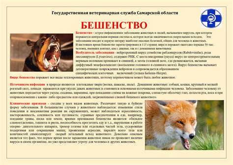 Как проверить кота на бешенство при помощи поведенческого анализа