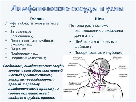 Как проверить лимфоузлы на шее - симптомы, методы, рекомендации