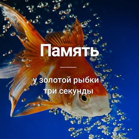Как работает память у рыб