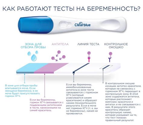 Как работает тест на беременность