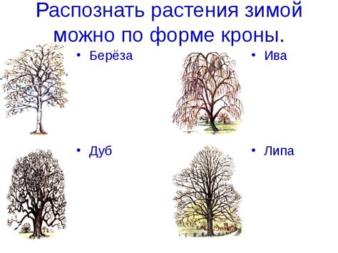 Как распознать дуб по основным характеристикам