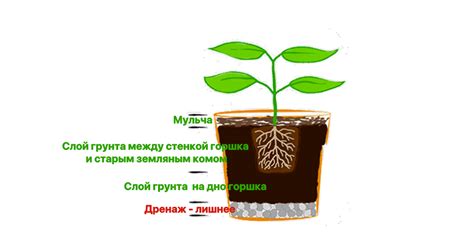 Как расположить дренажный слой в горшке