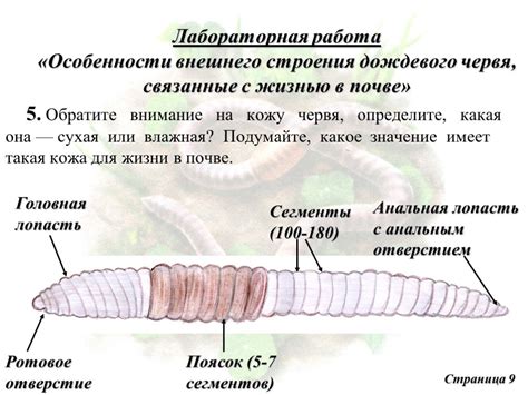Как рисовать дождевого червя по биологии