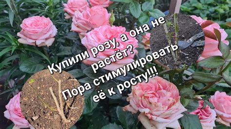 Как розы помогли изменить политическую ситуацию