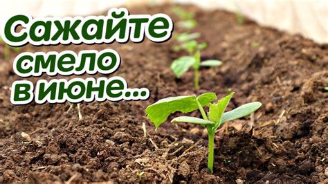 Как сеять зелень на огород